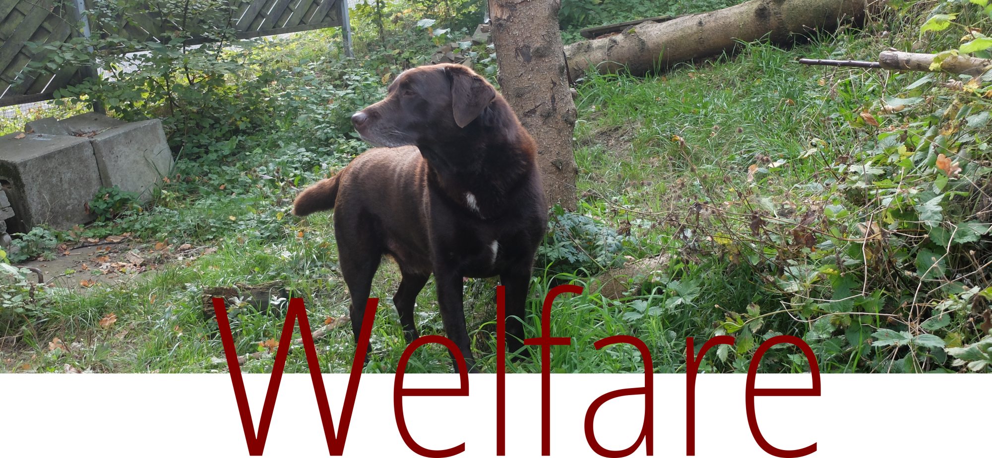 Bereich Welfare